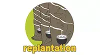 replantation